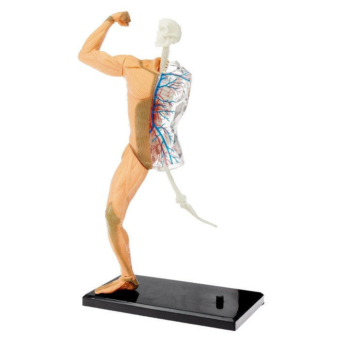 Научный опыт «Человеческое тело» Научный опыт «Человеческое тело»