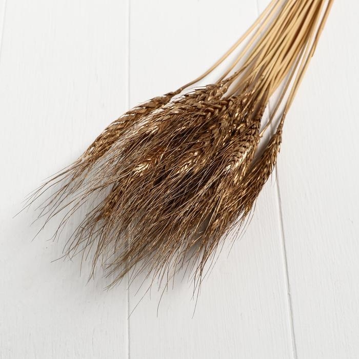 Сухой колос пшеницы, набор 30 шт., цвет золотой Сухой колос пшеницы, набор 30 шт., цвет золотой