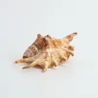 Ракушка декоративная, 7-11 см