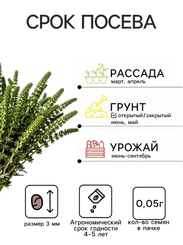 Семена Тимьян &laquo;Радужный&raquo;, 0.05 г, &laquo;Гавриш&raquo;
