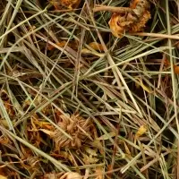 Сено луговое «Зверьё Моё», отборное, ароматное, зеленое, без пыли, календула, 500 г Сено луговое «Зверьё Моё», отборное, ароматное, зеленое, без пыли, календула, 500 г