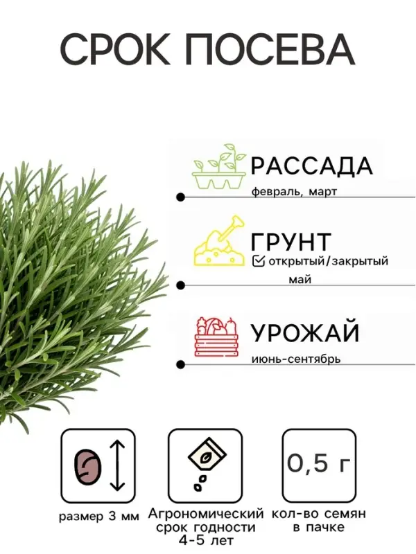 Семена Розмарин &laquo;Нежность&raquo;, 0.03 г, &laquo;Аэлита&raquo;