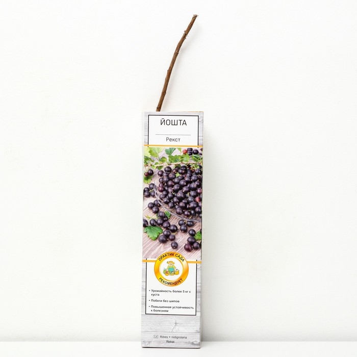 Йошта (крыжовник х смородина, йоштаберри) Йошта (крыжовник х смородина, йоштаберри) "Рекст" 1 шт, туба, Весна 2025