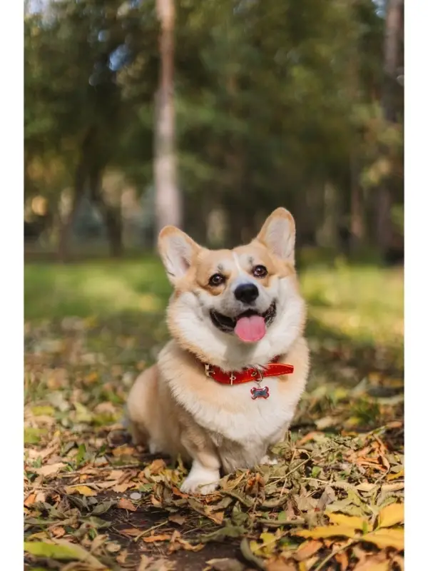 Ошейник кожаный на синтепоне, безразмерный, 65&times;3 см, ОШ 22-55 см, красный