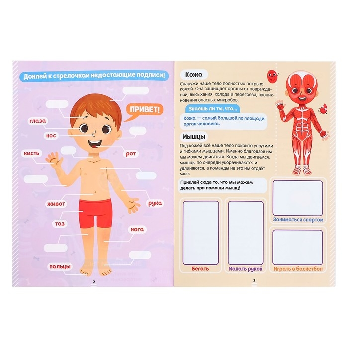 Наклейки «Как устроено моё тело», 16 стр. Наклейки «Как устроено моё тело», 16 стр.