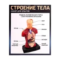 Научный опыт &laquo;Строение тела&raquo;