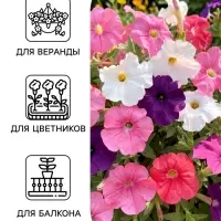 Семена цветов Петуния &laquo;Изи вейв&raquo;, F1, смесь сортов, драже, PanAmerican Seed, 4 шт., &laquo;Агрофирма АЭЛИТА&raquo;
