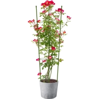 Опора для растений Круглая (3 кольца) металл h75см, 466338