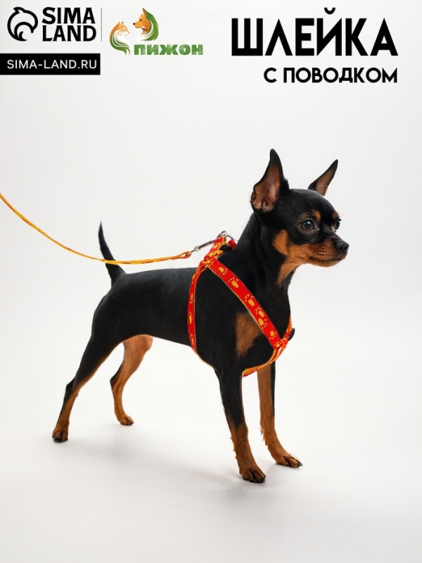 Комплект Комплект "Большая лапа", ширина 1,5 см, поводок 120 см, шлейка 28-42 см, оранжево-жёлтый