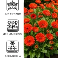 Семена цветов Календула махровая &laquo;Красный ковёр&raquo;, 0.3 г, &laquo;Урожай удачи&raquo;