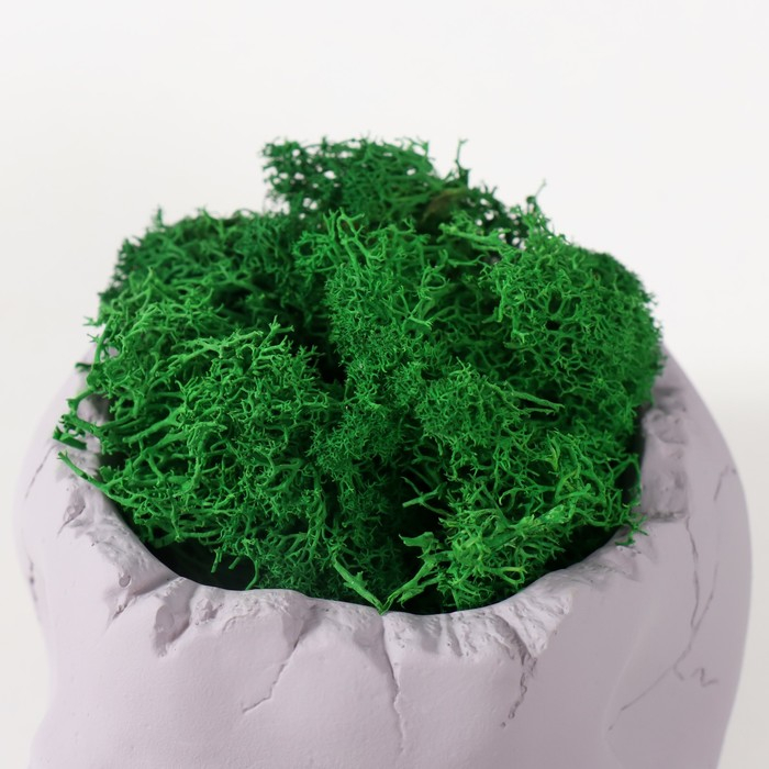 Кашпо бетонное Кашпо бетонное "Череп" высота 10 см серое со мхом (мох зеленый стабилизированный)