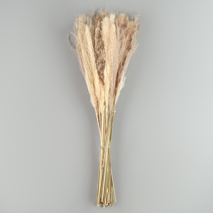 Букет из сухоцветов «Изумление», высота 47 см