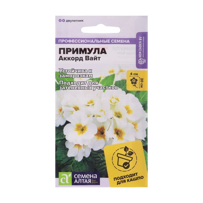 Семена Примула  Семена Примула "Аккорд Вайт", 5 шт