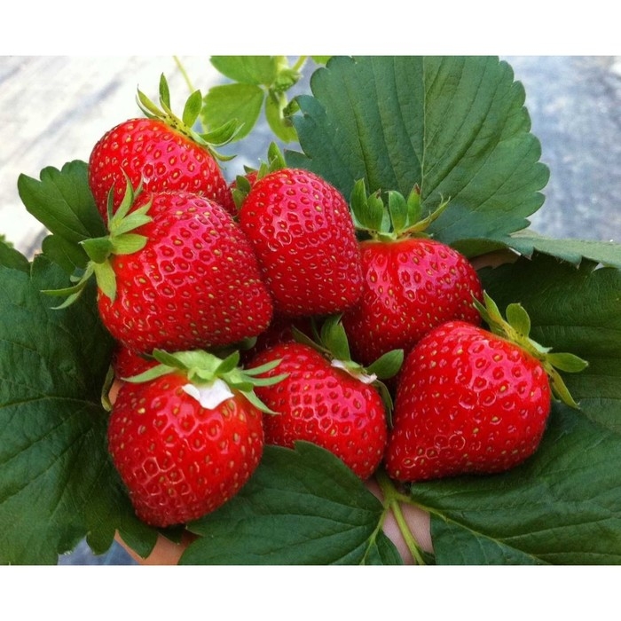 Рассада Земляники круноплодной (клубники) ФРИГО Шарлотта (Charlotte) A (9-15 мм), P9 Горшок 103799 Рассада Земляники круноплодной (клубники) ФРИГО Шарлотта (Charlotte) A (9-15 мм), P9 Горшок 103799