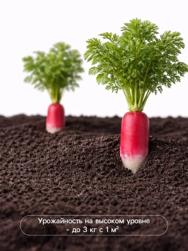 Семена Редис &laquo;18 дней&raquo;, 3 г, &laquo;Сембат&raquo;