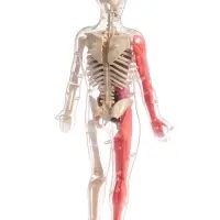 Набор для опытов по анатомии &laquo;Строение тела&raquo;, светится в темноте, с мягкими органами