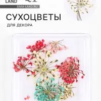 Сухоцветы для декора &laquo;Яркость&raquo;, в футляре, МИКС