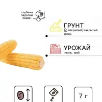 Семена Кукуруза попкорн &laquo;Лопай-лопай&raquo;, 7 г, &laquo;Аэлита&raquo;