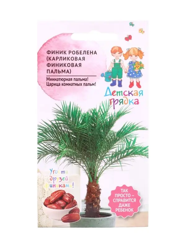 Семена Финик Робелена (карликовая финиковая пальма) 5шт Детская грядка