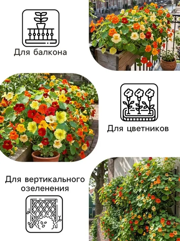Семена цветов Настурция &laquo;Большая смесь&raquo; 0.3 г