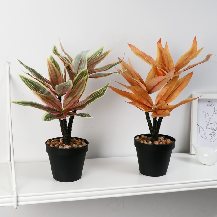 Бонсай в горшке Бонсай в горшке "Традесканция колор" 10х26 см, микс