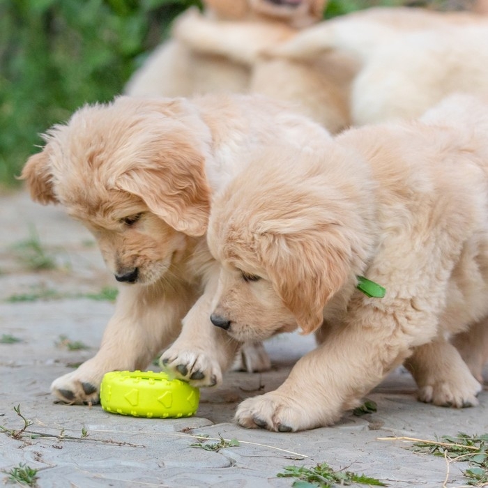 Игрушка жевательная для собак Игрушка жевательная для собак "Шина" 9 см, салатовая