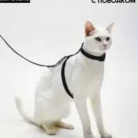 Комплект для кошек, ширина 1 см, ОШ 16.5-27 см, ОГ 21-35 см, поводок 120 см, чёрный