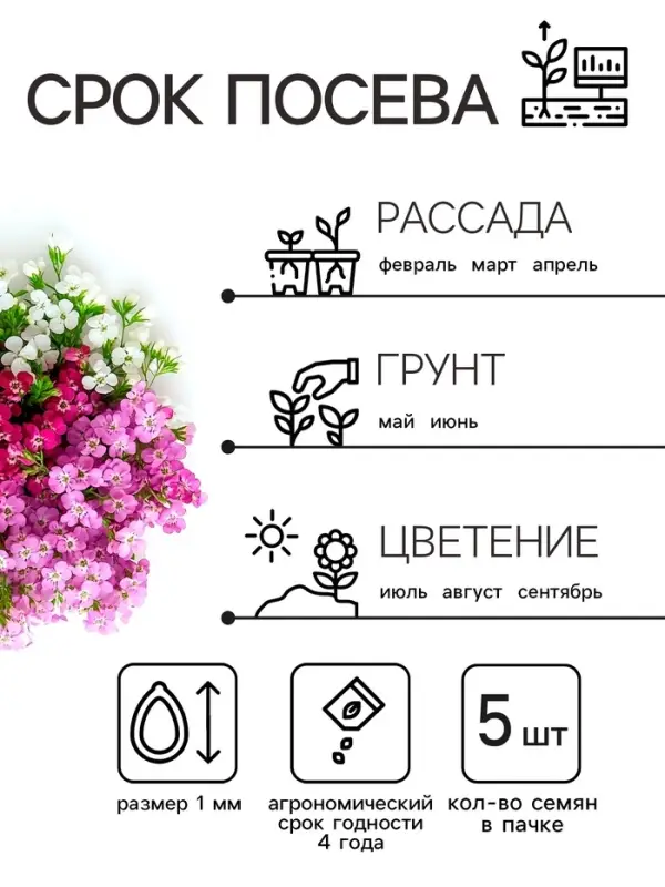 Семена цветов Алиссум «Ежевичные меренги», 5 шт. Семена цветов Алиссум «Ежевичные меренги», 5 шт.