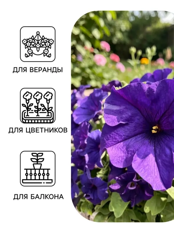 Семена цветов Петуния &laquo;Комплиментуния&raquo; F1 голубая, крупноцветковая, драже, 7 шт.