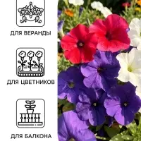 Семена цветов Петуния &laquo;Фристайл&raquo; дабл уан, F1, 7 шт., &laquo;АЭЛИТА&raquo;