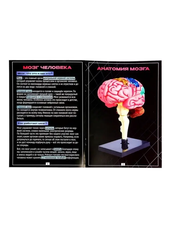 Набор для опытов &laquo;Строение мозга&raquo;, анатомическая модель
