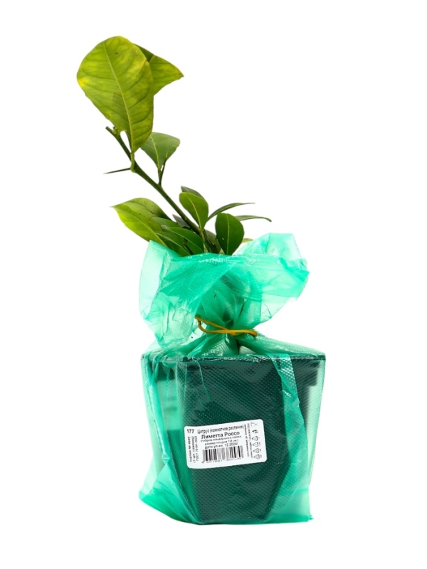 Цитрус Цитрус "Лиметта Россо", туба, 1 шт, Весна 2025