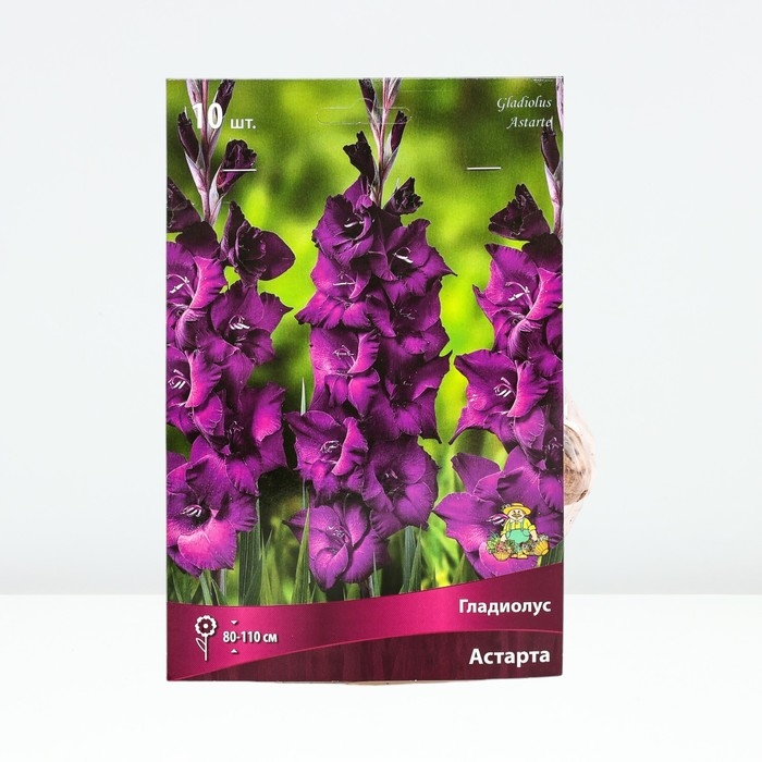 Гладиолус крупноцветковый «Астарта», луковица цветов в пакете с перфорацией, р-р 10/12, 10 шт.