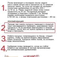 Семена Кукуруза &laquo;Краснодарский сахарный 250 CB&raquo;, 3 г, &laquo;Рецепты дедушки Никиты&raquo;
