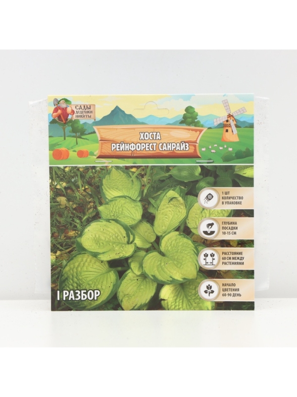 Хоста «Рейнфорест Санрайз», корневище в пакете с торфогрунтом, р-р I, 1 шт.