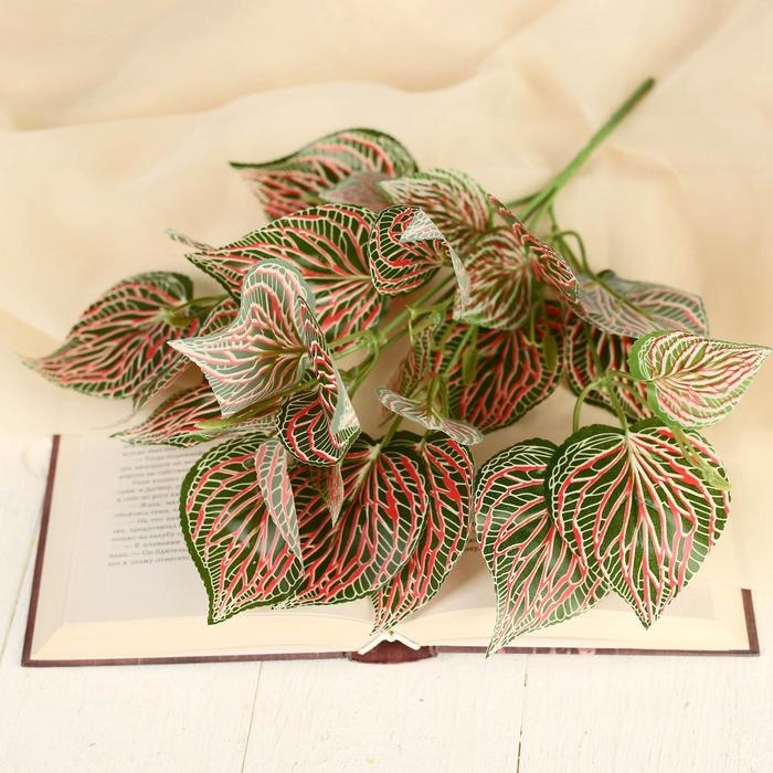 Букет Букет "Фитония" 30 см, микс