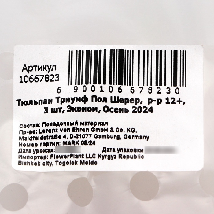 Тюльпан Триумф Пол Шерер,  р-р 12+, 3 шт, Эконом, Осень 2024 Тюльпан Триумф Пол Шерер,  р-р 12+, 3 шт, Эконом, Осень 2024