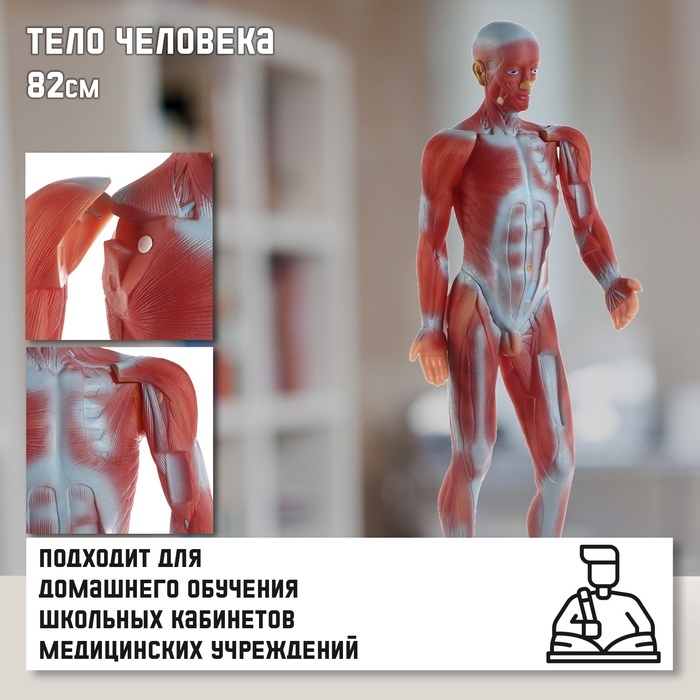 Макет  Макет "Тело человека. Мышцы" в полный рост, для изучения анатомии, 82 см