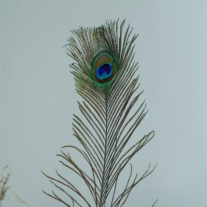 Перо павлина для декора 1 шт., размер &mdash; от 70 до 80 см
