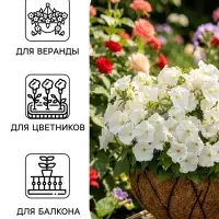Семена цветов Петуния &laquo;Минифлора Горшечная&raquo; F1, белая, драже, 5 шт.