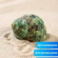 Набор ракушек декоративных, длина 4-5 см ширина 2 см, 2 шт.