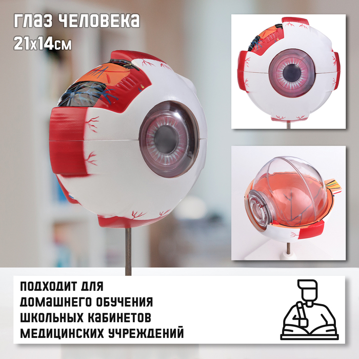 Макет  Макет "Глаз человека" 21*14см