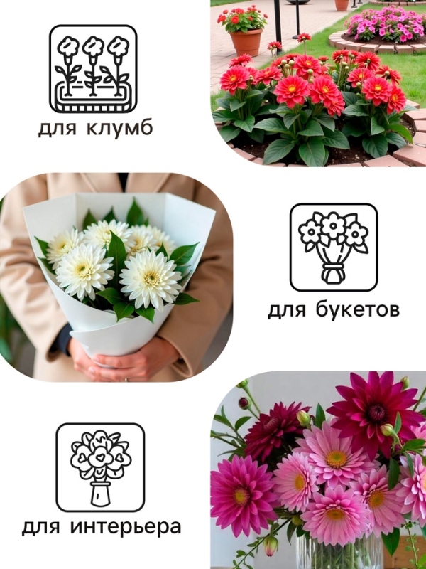 Георгина Кактусовидная HAYLEY JANE, клубелуковица в упаковке, р-р I, 1 шт.