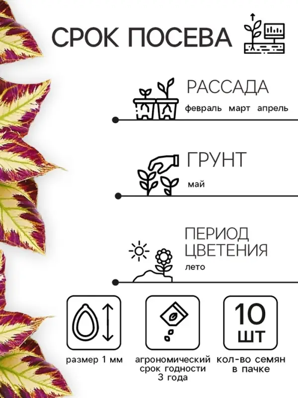 Семена цветов Колеус Визард Мозаик, 10шт Семена цветов Колеус Визард Мозаик, 10шт