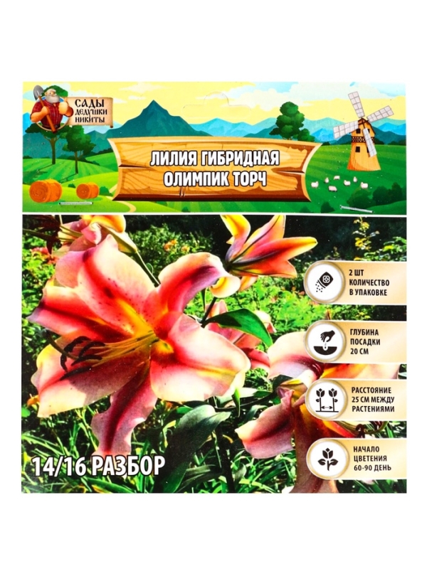Лилия гибридная «Олимпик Торч», луковица в пакете с перфорацией, р-р 14/16, 2 шт.