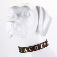 Ошейник однослойный "Красотка", 2.5 см, тиснение фольгой, микс цветов Ошейник однослойный "Красотка", 2.5 см, тиснение фольгой, микс цветов