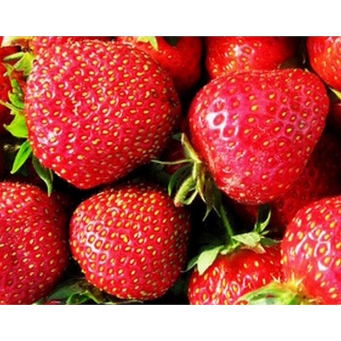 Рассада Земляники круноплодной (клубники) ФРИГО Фэйт (Faith) A+ (>15 мм), P9 Горшок Рассада Земляники круноплодной (клубники) ФРИГО Фэйт (Faith) A+ (>15 мм), P9 Горшок