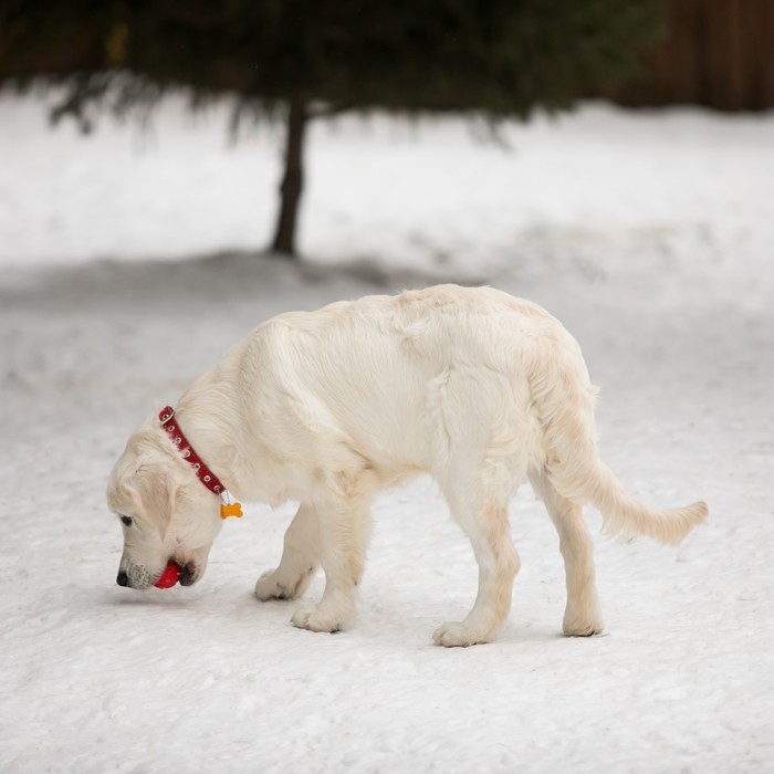 Ошейник кожаный однослойный безразмерный, 45 х 2 см, ОШ 18-39 см, красный Ошейник кожаный однослойный безразмерный, 45 х 2 см, ОШ 18-39 см, красный