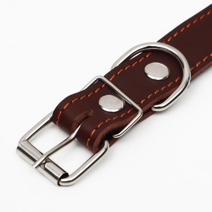 Ошейник кожаный на синтепоне, безразмерный, 65 х 3 см, ОШ 22-55 см, коричневый Ошейник кожаный на синтепоне, безразмерный, 65 х 3 см, ОШ 22-55 см, коричневый