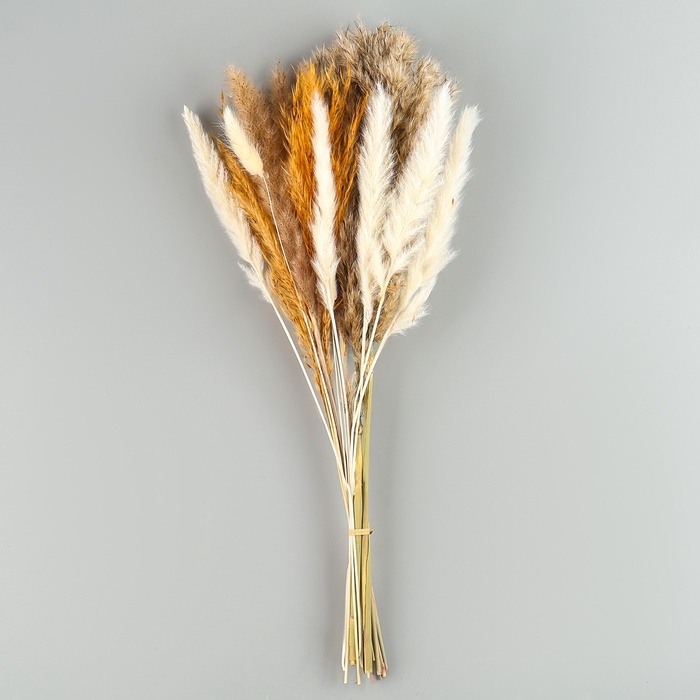 Сухоцветы «Изящность», набор из 5 видов, 48 × 16 × 6 см Сухоцветы «Изящность», набор из 5 видов, 48 × 16 × 6 см